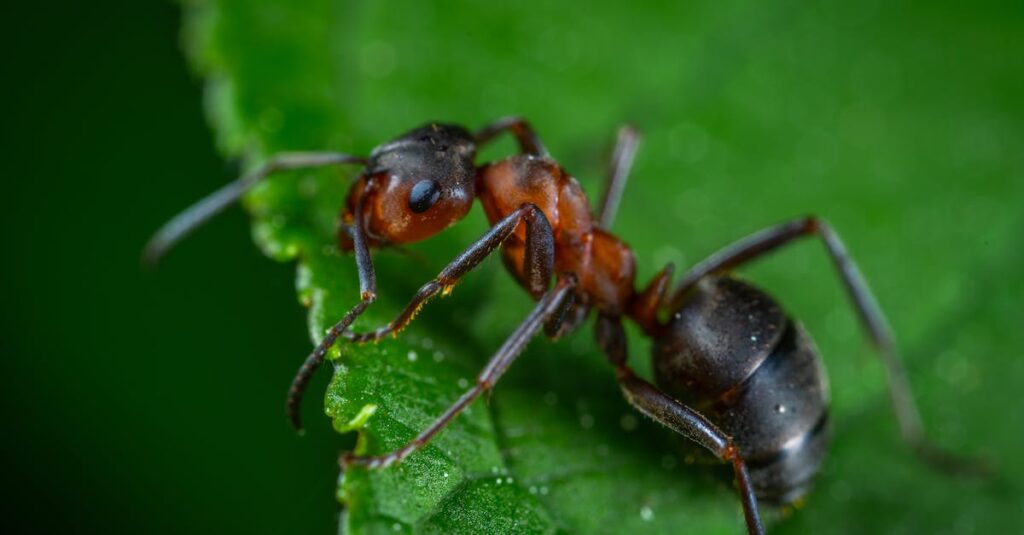 Rid of Carpenter Ants