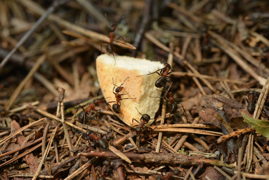 A close-up view of ants collecting around a piece of bread in a natural forest setting. Captured outdoors.